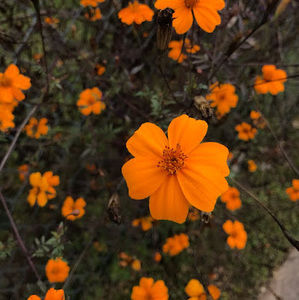 Meet your Posher, Daisy